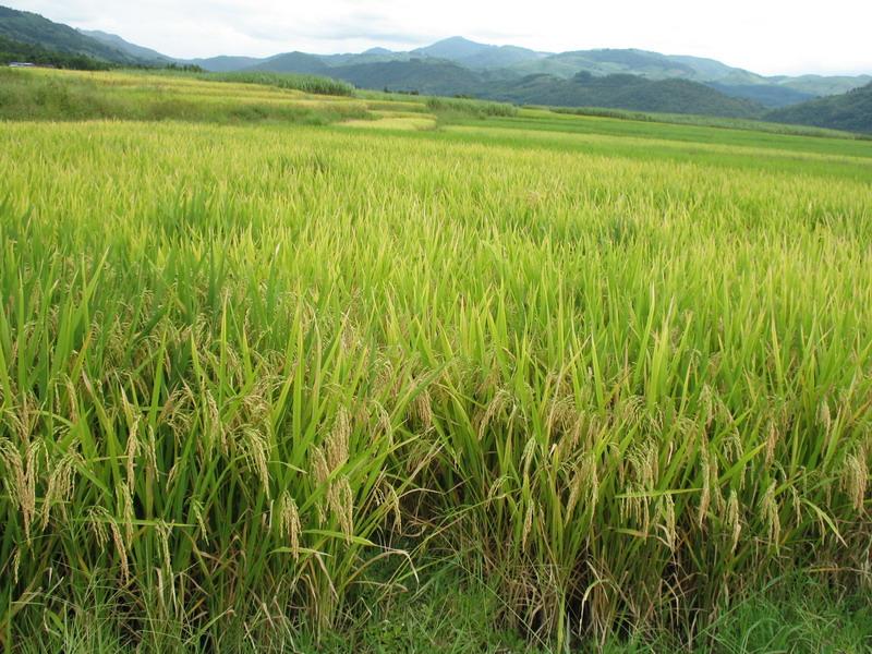 農作物病害檢測儀，為農戶種植提供便利條件