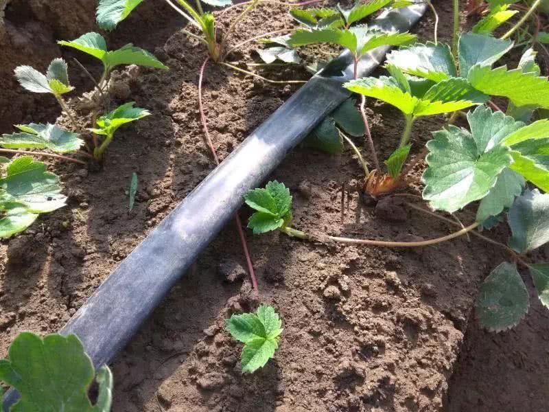 霍爾德土壤水勢(shì)傳感器，是用于灌溉管理的可靠?jī)x器